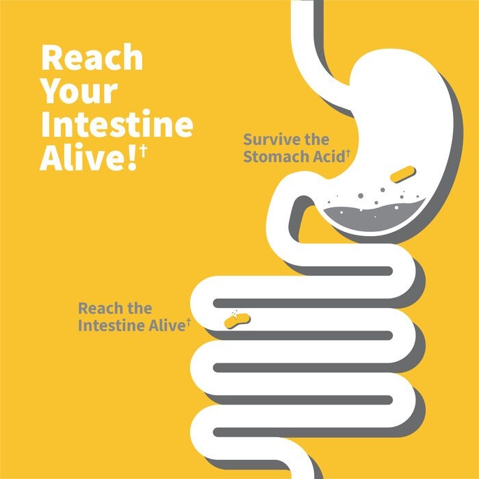 Dr. Formulated - Προβιοτικά 100 Δισεκατομμύρια, 30 κάψουλες - Image 6